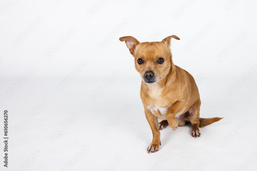 A mixed breed small chihuahua small dog on a white background with copy space A mixed breed small chihuahua small dog on a white background with copy space