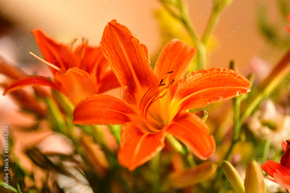 fleurs orangee qui s'ouvre le jour fleurs orangee qui s'ouvre le jour