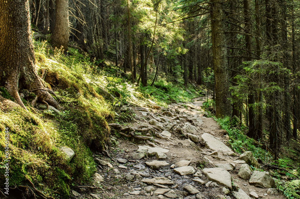 Summer moody forest Summer moody forest