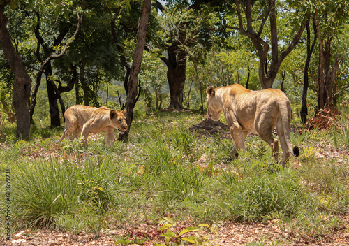 Lion et Lionceau qui se regarde et s'approche. Togo, Afrique de l'Ouest