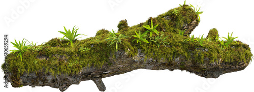 Side view of mossy trunk