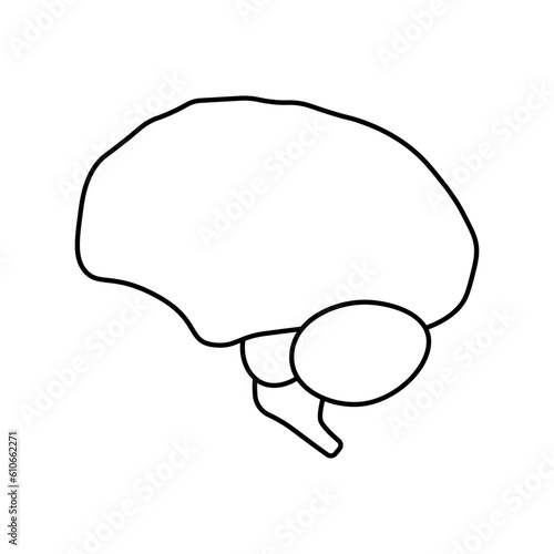 Brain, anatomy flat line icon. Human brain