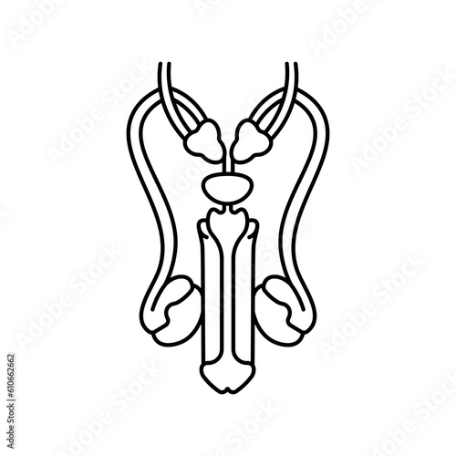 Penis, anatomy flat line icon. Human penis