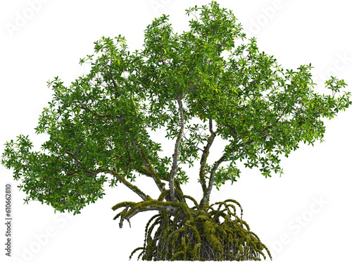 Obraz na płótnie Side view of Mangrove tree