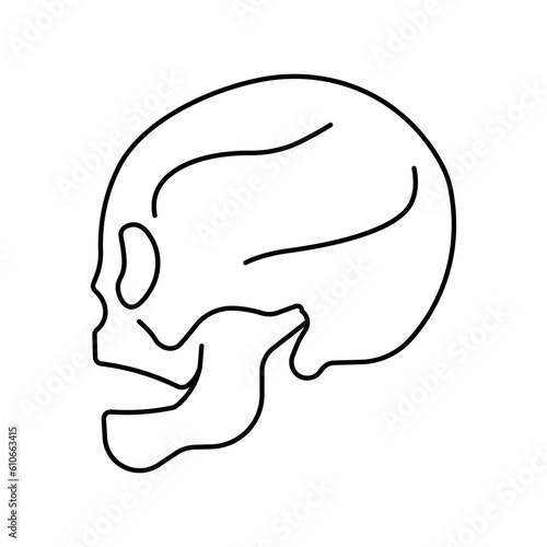 Skull, anatomy flat line icon. Human skull