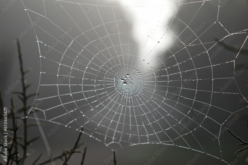 Obraz premium spider web with dew drops