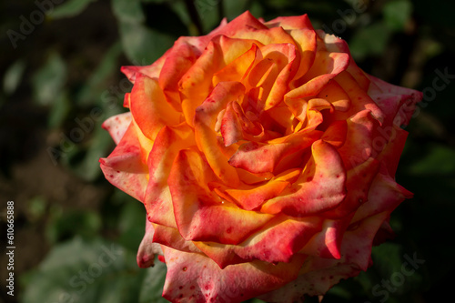 red and yellow rose in the garden