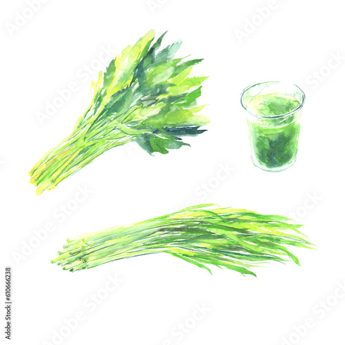 水彩で描いた明日葉と大麦若葉と青汁のイラスト