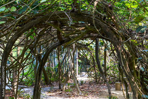 old trees growing in forest park