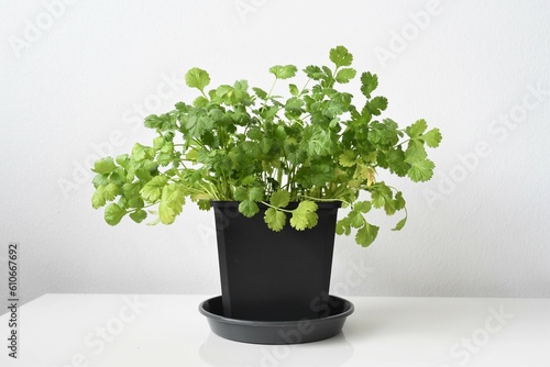 Coriander or cilantro plant (Coriandrum sativum) grown indoors in a black pot. Herb isolated on a white background. Negative space for text, landscape orientation.