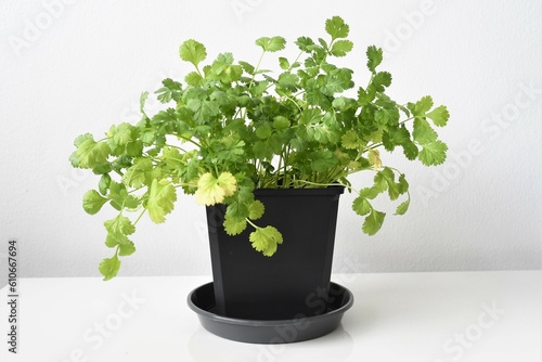 Coriander or cilantro plant (Coriandrum sativum) grown indoors in a black pot. Herb isolated on a white background. Negative space for text, landscape orientation.