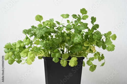 Coriander or cilantro plant (Coriandrum sativum) grown indoors in a black pot. Herb isolated on a white background. Negative space for text, landscape orientation.