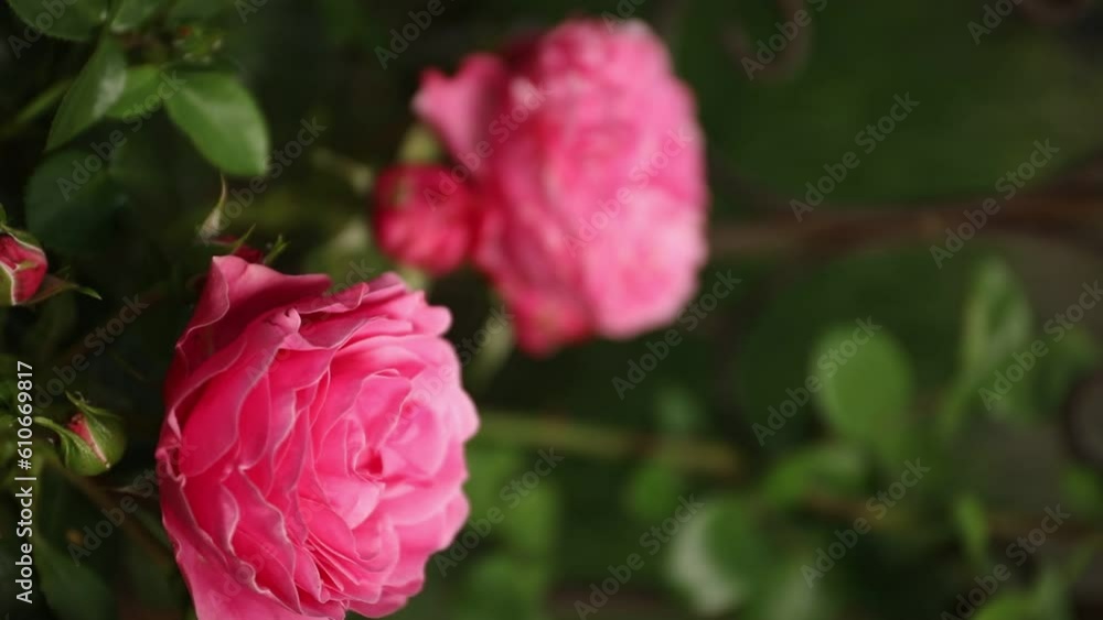 Two red pink roses in the garden with green leaves in the bokeh background. Vertical video. Two red pink roses in the garden with green leaves in the bokeh background. Vertical video.