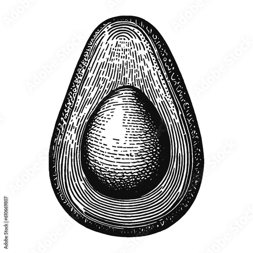 avocado half vector vintage sketch