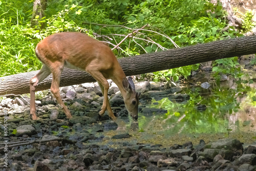 The white-tailed deer comes to drink from the stream The white-tailed deer comes to drink from the stream