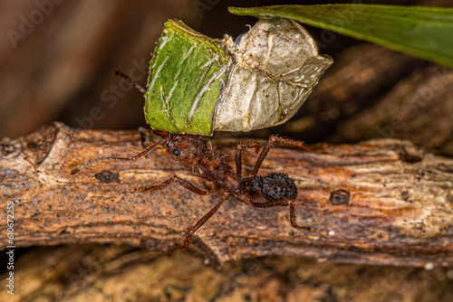 Adult Acromyrmex Leaf-cutter Ant photo