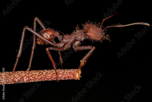 Adult Atta Leaf-cutter Ant photo