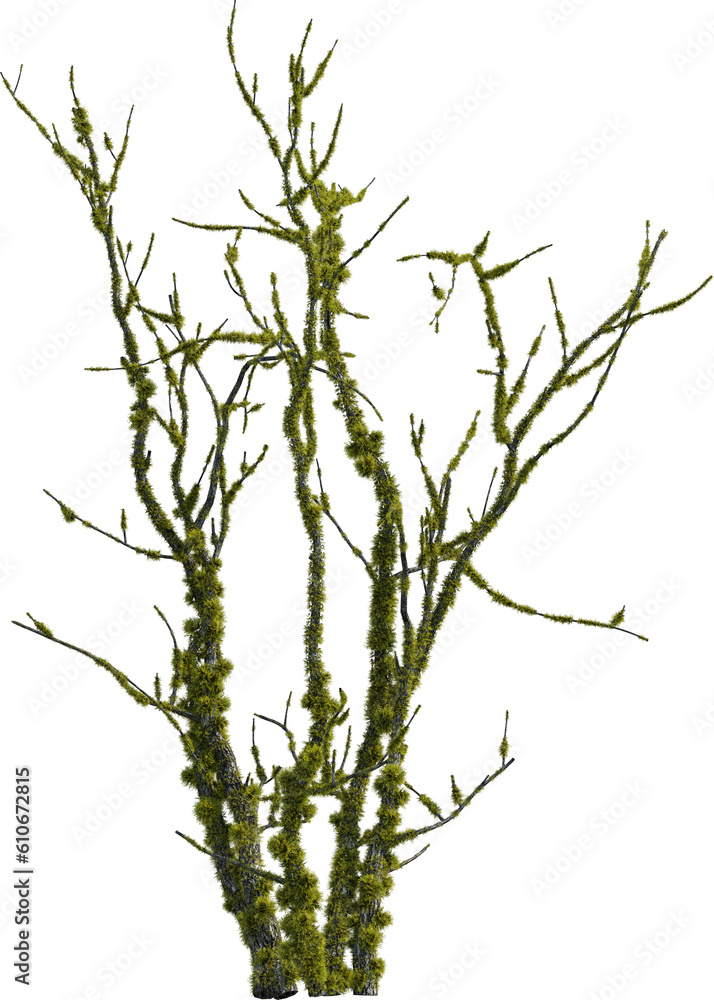 Fototapeta premium Side view of dead tree