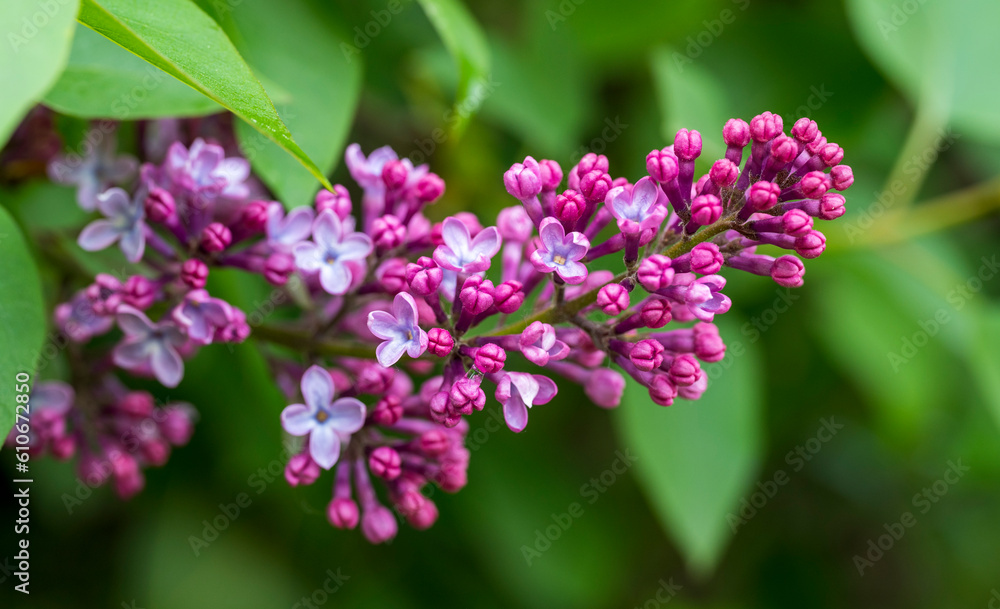 Detail of the pink flowers and buds of the Syringa vulgaris plant Detail of the pink flowers and buds of the Syringa vulgaris plant