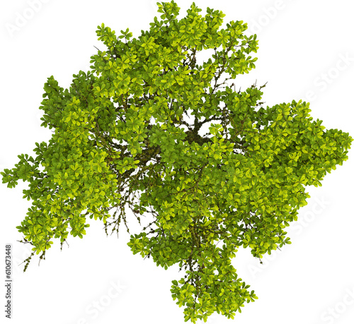 Top view of Quercus Variabilis tree
