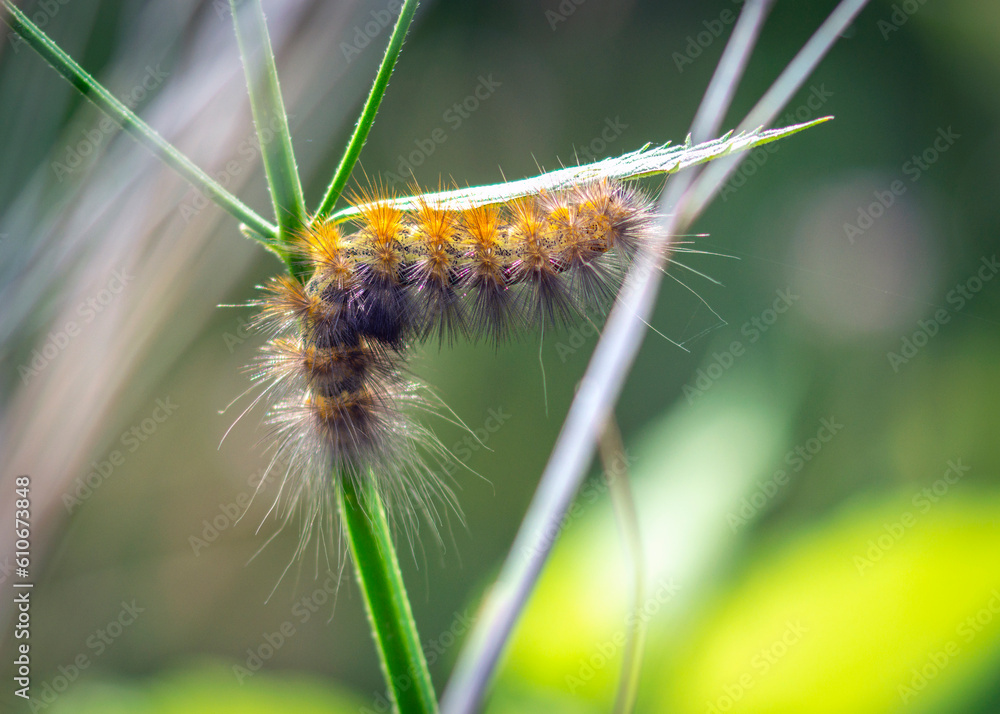Fototapeta premium Caterpillar on a blade of grass
