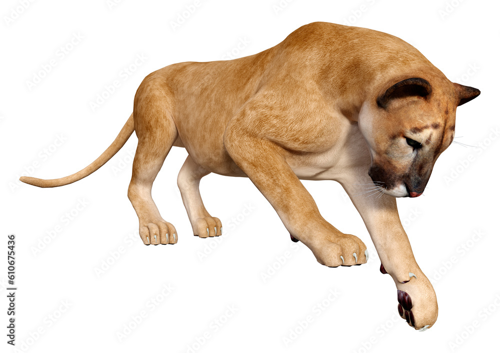 3d puma online