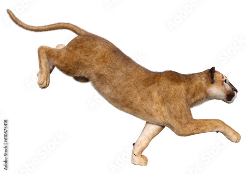 3D Rendering Big Cat Puma on White