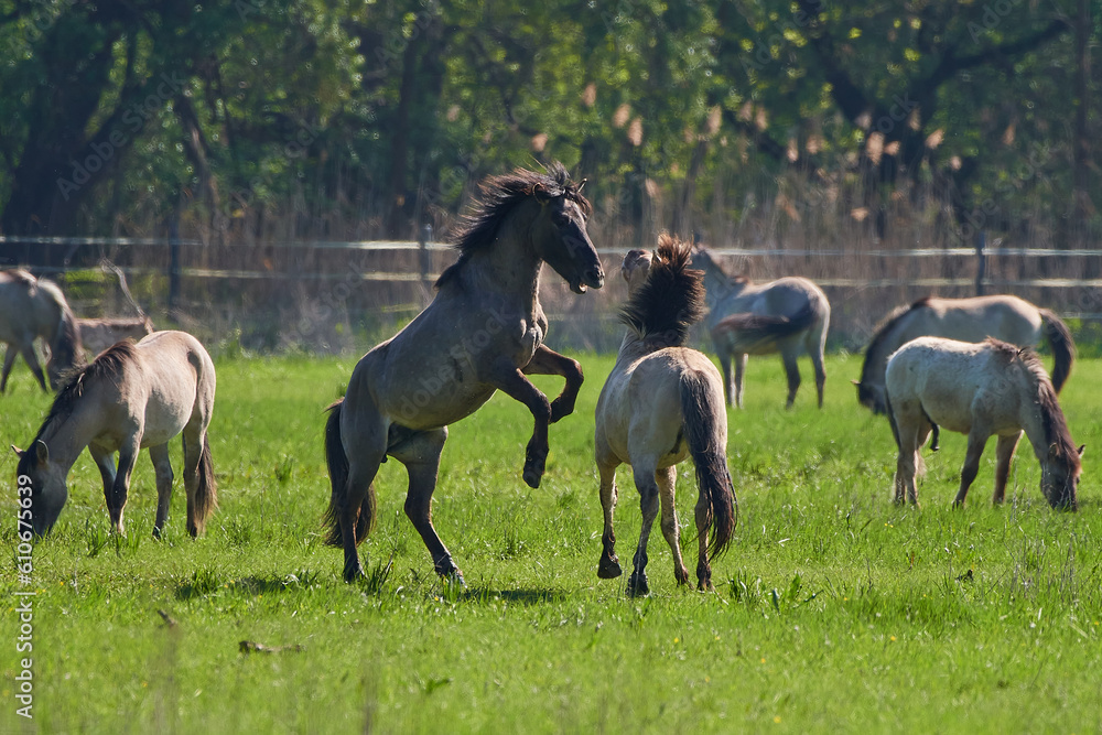 Amazing wild horses on wild meadow in early spring. Amazing wild horses on wild meadow in early spring.