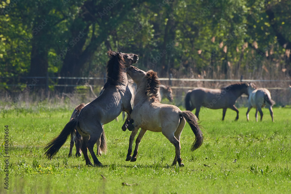 Amazing wild horses on wild meadow in early spring. Amazing wild horses on wild meadow in early spring.