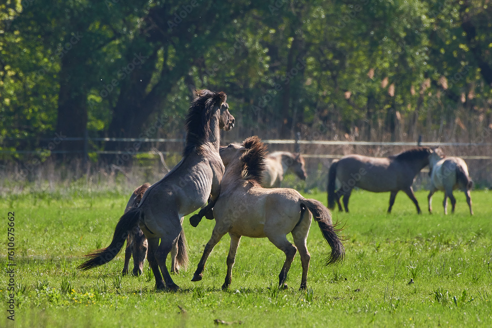 Amazing wild horses on wild meadow in early spring. Amazing wild horses on wild meadow in early spring.
