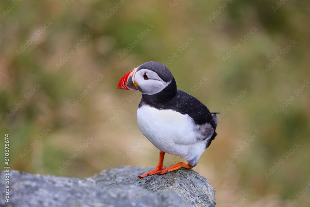 Puffin bird in Runde, Norway rainy weather. Birdwatching on island of Runde. Atlantic puffin (Fratercula arctica) seabird species. Puffin bird in Runde, Norway rainy weather. Birdwatching on island of Runde. Atlantic puffin (Fratercula arctica) seabird species.