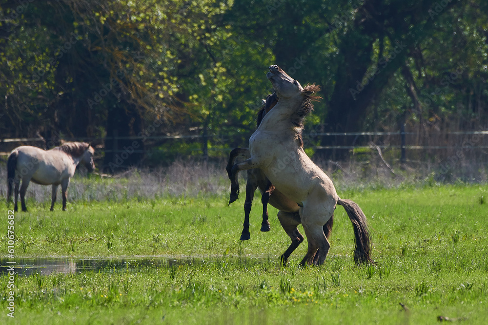 Amazing wild horses on wild meadow in early spring. Amazing wild horses on wild meadow in early spring.