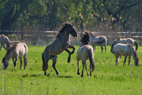 Fototapeta Naklejka Na Ścianę i Meble -  Amazing wild horses on wild meadow in early spring.