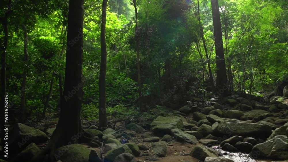 Beautiful panorama landscape with sun through a green tree in forest. Low angle view of movement and lens flare, Sun rays shine through trees. Beautiful panorama landscape with sun through a green tree in forest. Low angle view of movement and lens flare, Sun rays shine through trees.