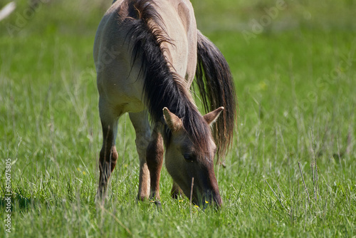 Fotografie Amazing wild horses on wild meadow in early spring.