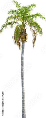 Side view of palm tree