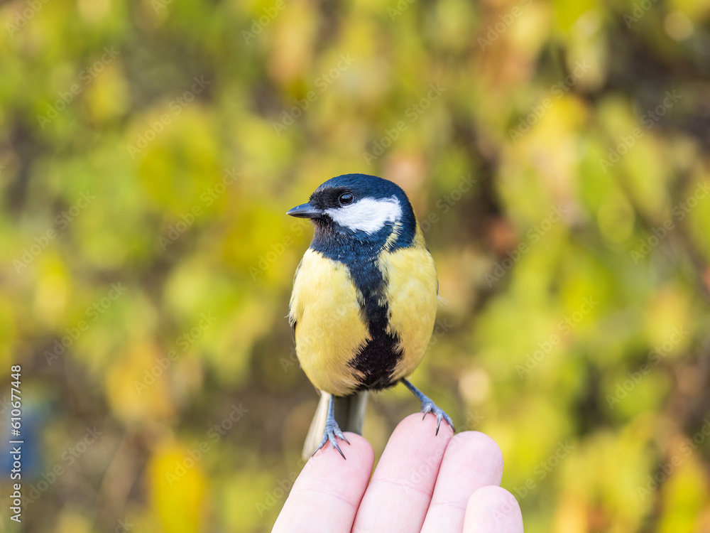 Obraz premium A tit sits on a man's hand and eats seeds.
