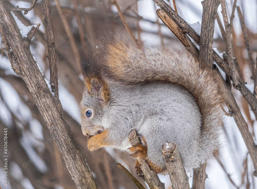 Fototapeta premium The squirrel with nut sits on tree in the winter or late autumn
