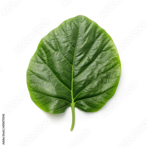 Elephant ear leaf isolated on white background. Generative AI