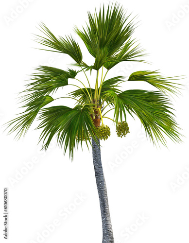 Top view of palm tree