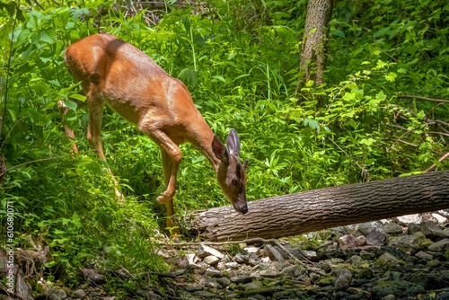 The white-tailed deer  comes to drink from the stream © karel