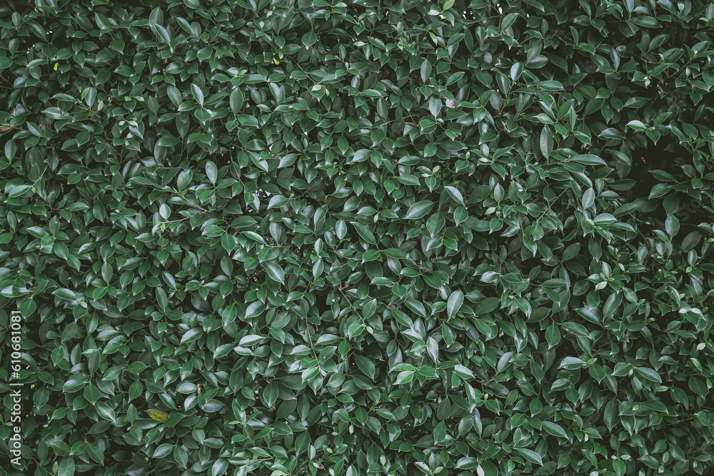 Nature background flat lay of green leaves with vintage filter Nature background flat lay of green leaves with vintage filter
