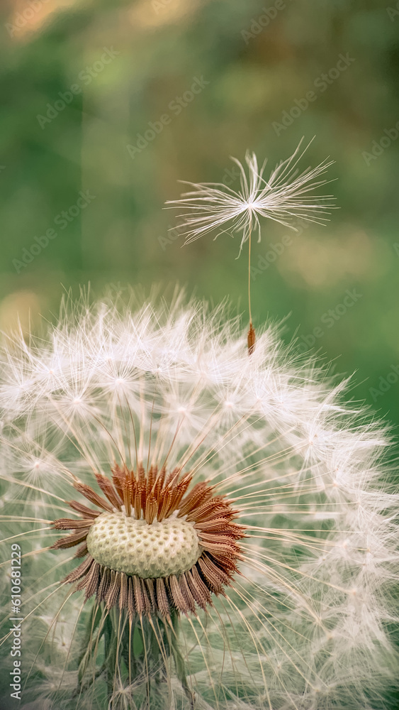 dandelion seeds in the wind dandelion seeds in the wind