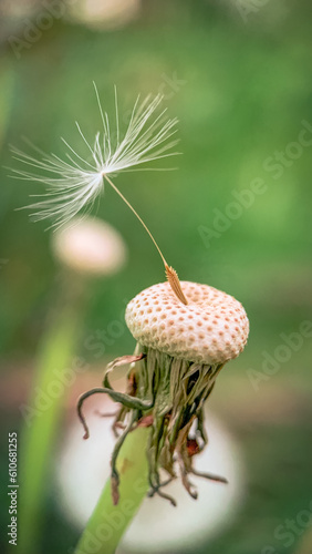 macro photography of dandelion seeds