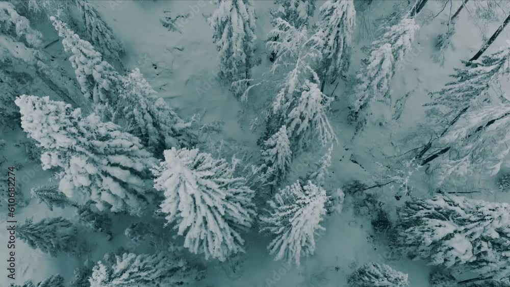 Flight above winter forest, top view. Flight above winter forest, top view.