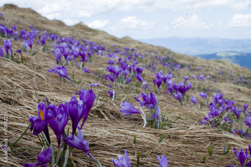 saffron flowers in the mountains