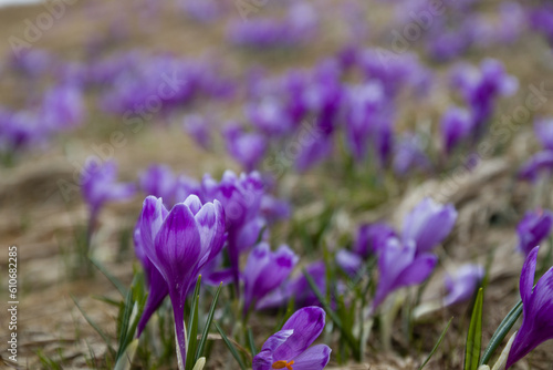 saffron flowers in the mountains