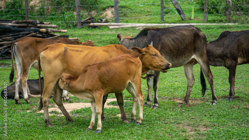 Herd of cows in Laos countryside, with 2 kids in the background, near Pakse Herd of cows in Laos countryside, with 2 kids in the background, near Pakse
