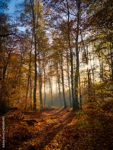 Jasmins Sachsens Wald im Herbst © Johannes