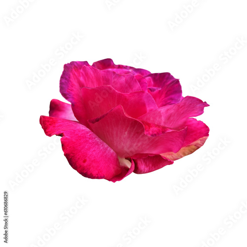 Red isolated rose without leaves delicate flower branch, cutout object for decor, design, invitations, cards, soft focus and clipping path